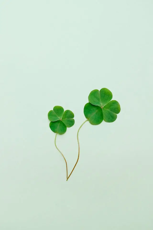 2 shamrocks